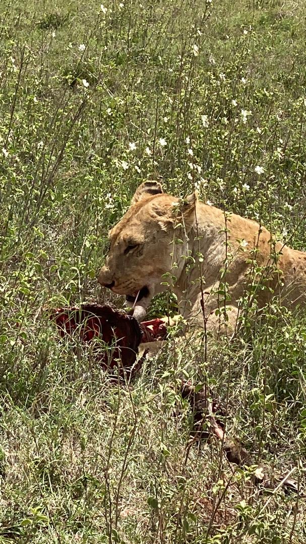3-Day Maasai Mara Wildlife Safari