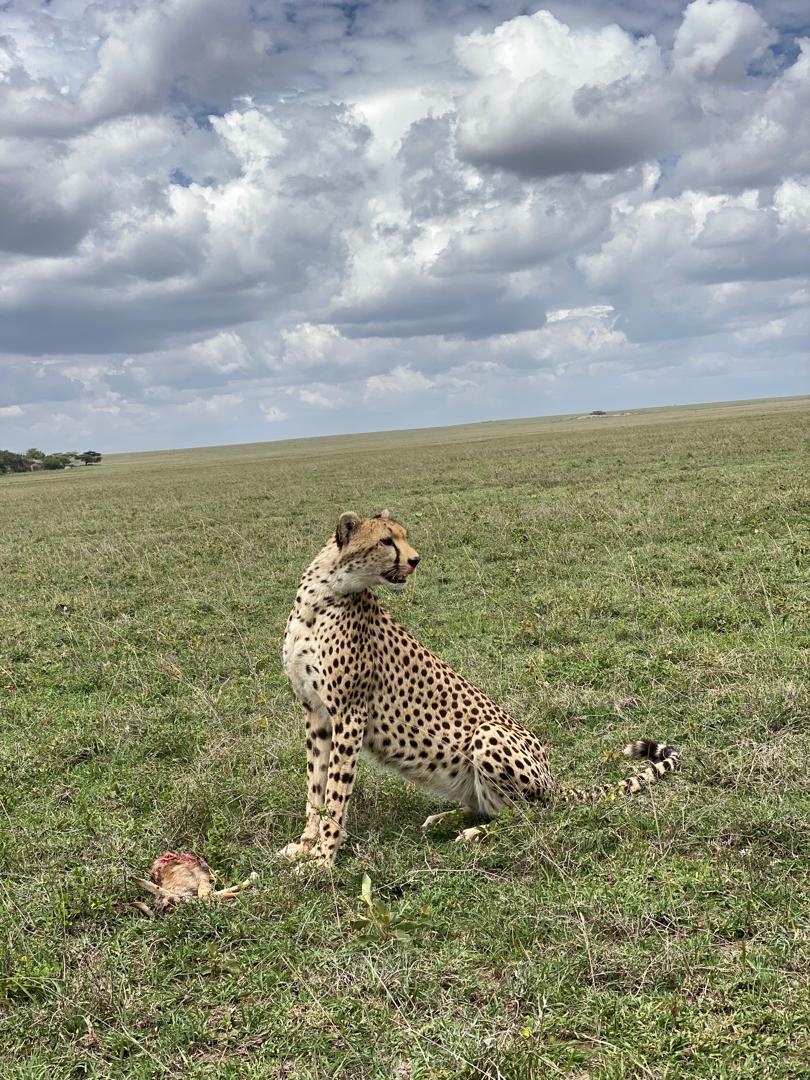 1-Day Nairobi National Park: A Day in the Wild