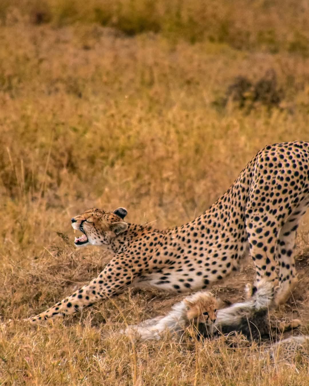 10-Day Kenya & Tanzania Value Safari