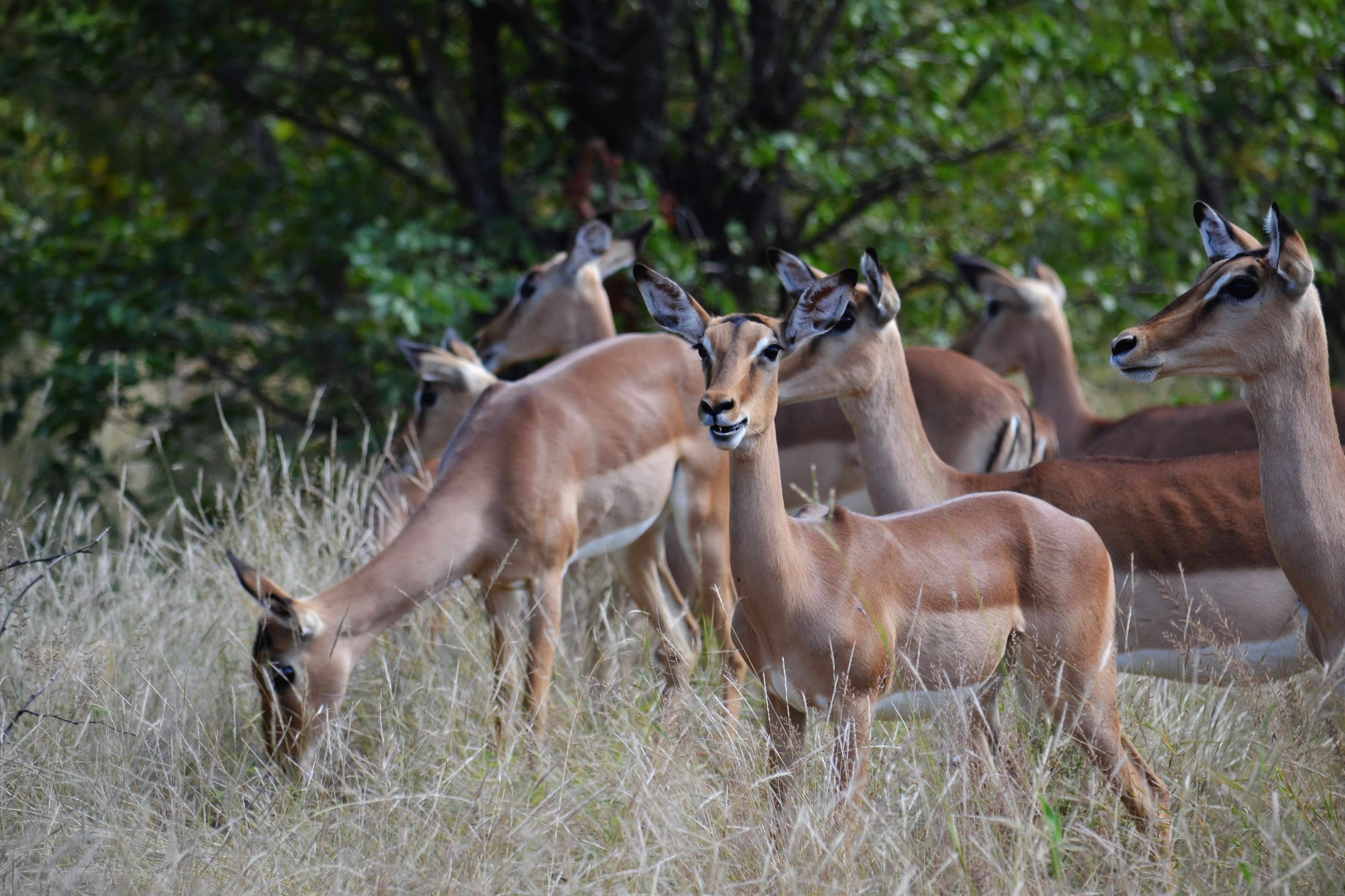 1-Day Nairobi National Park: A Day in the Wild