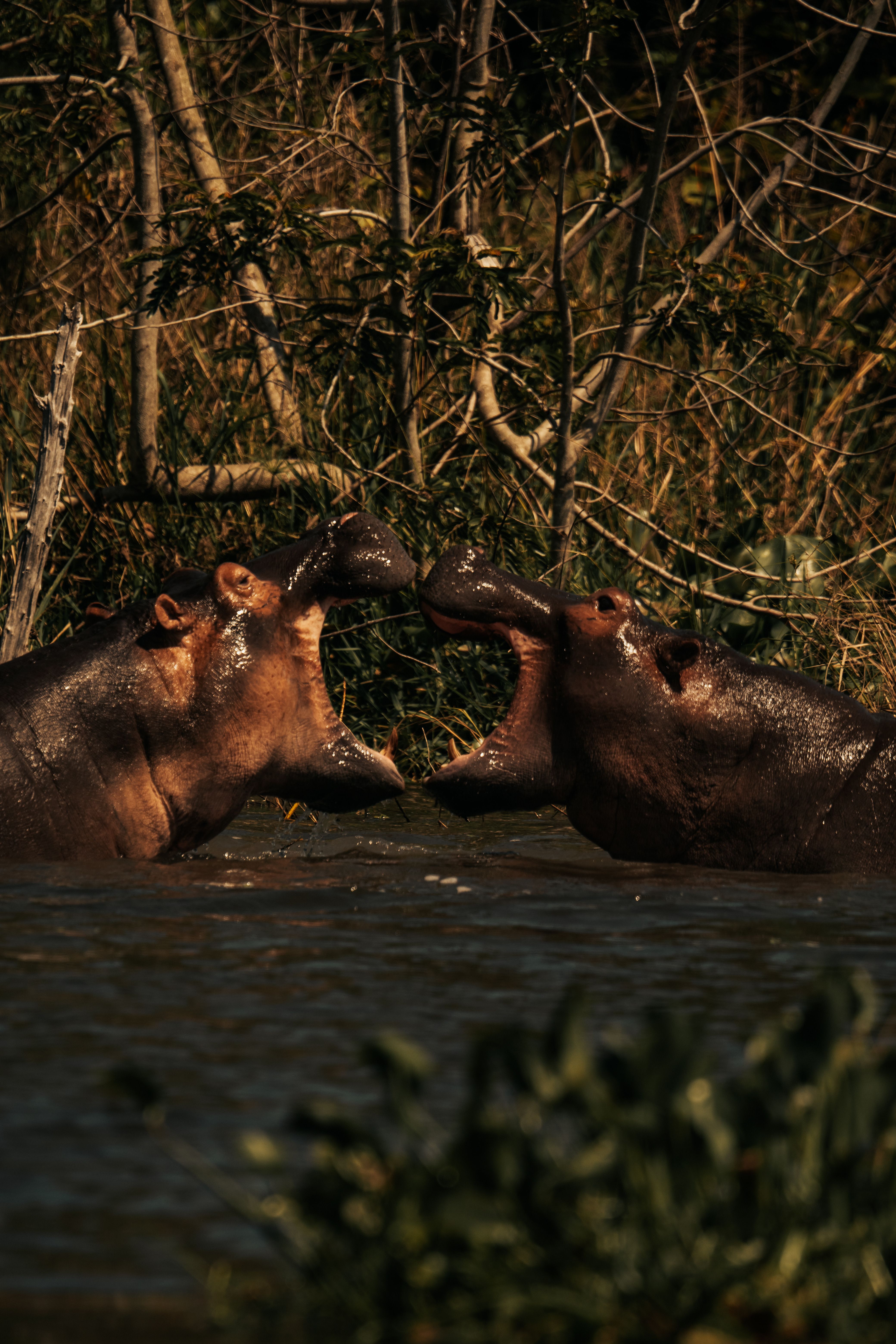9-Day Ultimate Kenya & Tanzania Safari